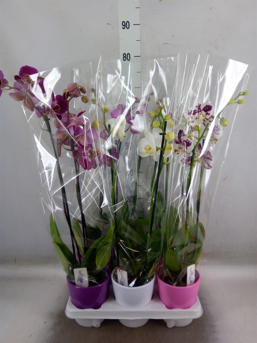 <h4>Phalaenopsis   ...mix</h4>