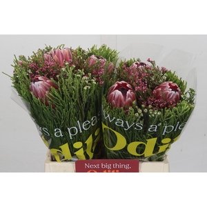 BQ Protea 3 Flowers