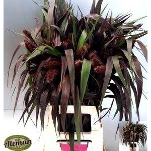 SETARIA IT RED JEWEL