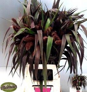 <h4>SETARIA IT RED JEWEL</h4>
