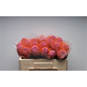 Leuco Klbh Baby Rose