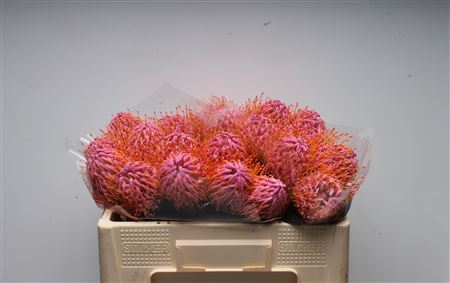 <h4>Leuco Klbh Baby Rose</h4>