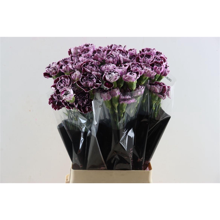 <h4>Di St Minerva</h4>