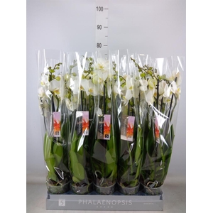 Phalaenopsis   ...white