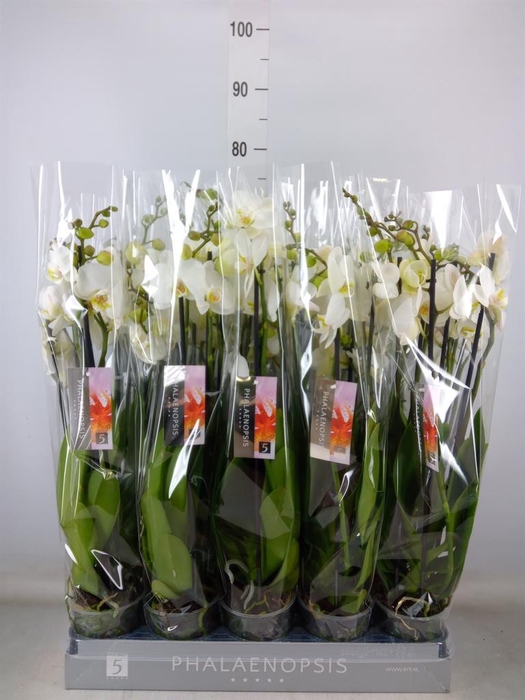 <h4>Phalaenopsis   ...white</h4>