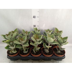 Kalanchoe NF beharensis