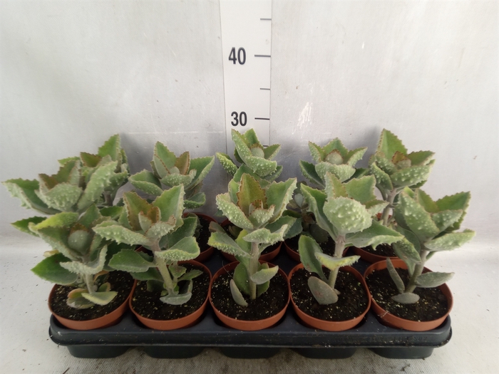 Kalanchoe NF beharensis