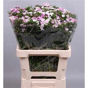 DI BARB AMAZONE PINK