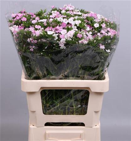 <h4>DI BARB AMAZONE PINK</h4>