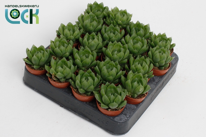 <h4>Haworthia Cooperii</h4>