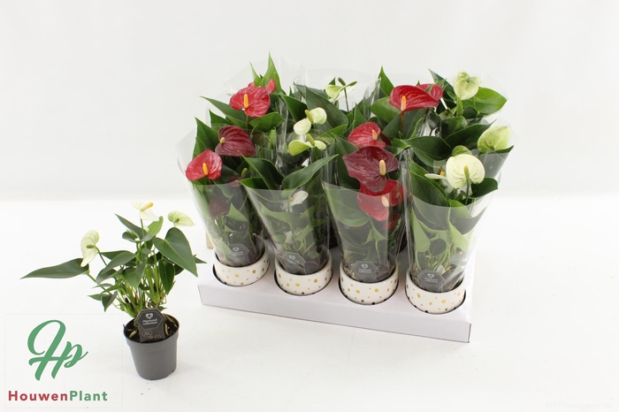 <h4>ANTHU AN GEM</h4>