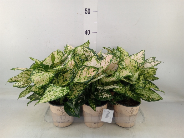 <h4>Aglaonema   ...</h4>