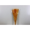 Dried Setaria Italica Yellow Bunch