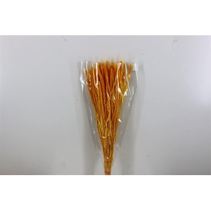 Dried Setaria Italica Yellow Bunch