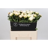 Paeonia Madame Claude Tain