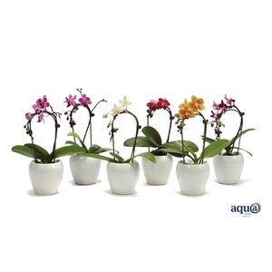 Lisa White Tiny Dolls Cascade Mix 1T7+ Aqu@