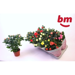 RO B MONDE GEM 6 SRT
