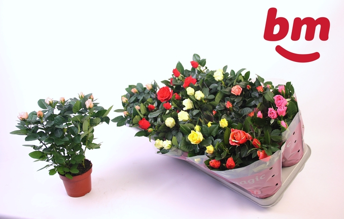 <h4>RO B MONDE GEM 6 SRT</h4>
