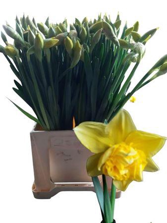 <h4>Narc Du Dick Wilden</h4>