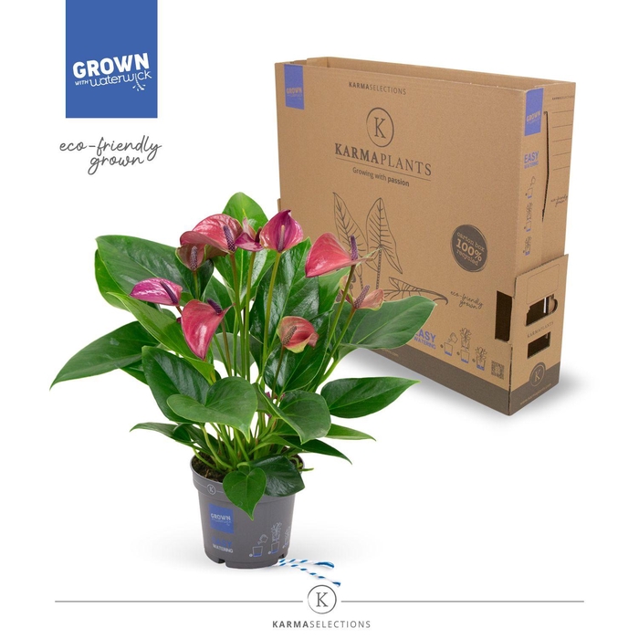 <h4>Anthurium - KARMA Purple | 12cm | PLASTIC FREE</h4>