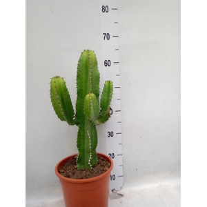 Euphorbia abyssinica