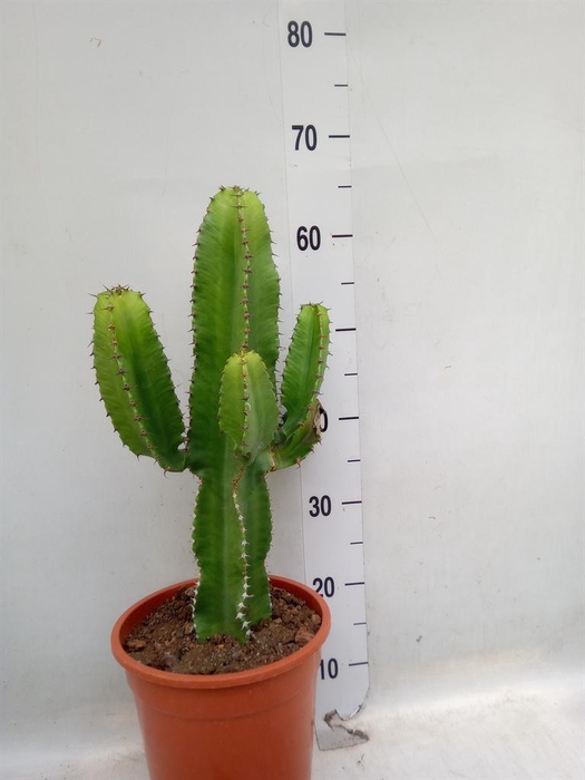 <h4>Euphorbia abyssinica</h4>