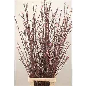 Peachblossem Pink Per Bunch 110cm