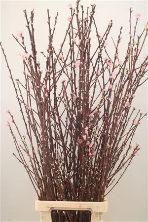 <h4>Peachblossem Pink Per Bunch 110cm</h4>