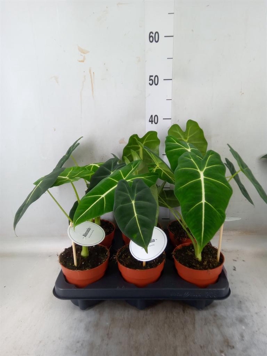 <h4>Alocasia   ...</h4>