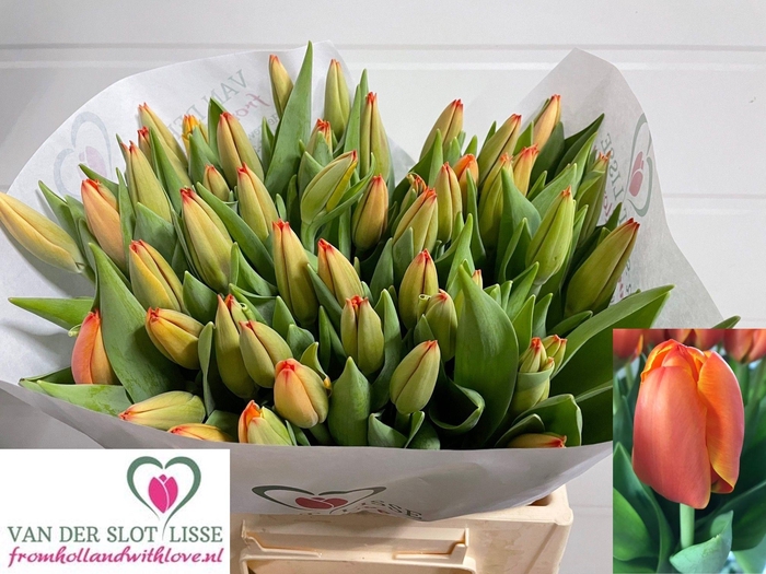 <h4>TU EN TRIPLE A</h4>