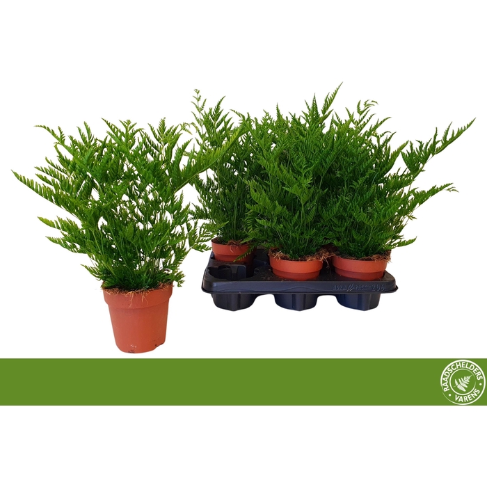 <h4>PTERIS STRAMINEA</h4>