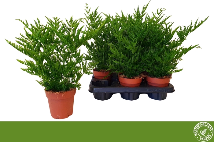 PTERIS STRAMINEA