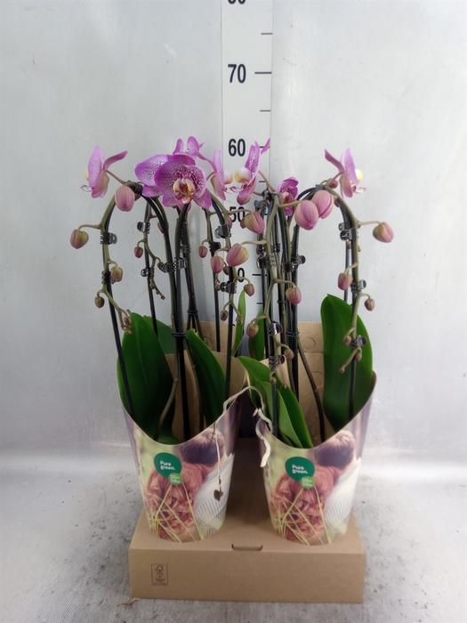 <h4>Phalaenopsis  'Elegant Cascade'</h4>