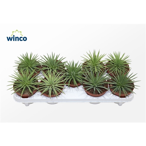 <h4>Agave Toumayena Bella</h4>