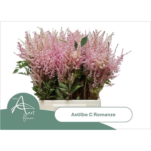 ASTIL C ROMANZE