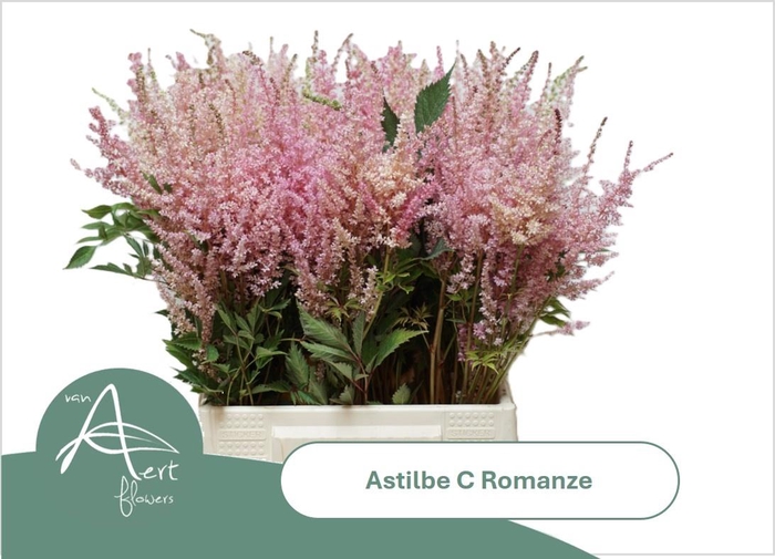 <h4>ASTIL C ROMANZE</h4>