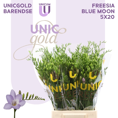 <h4>UG Barendse - Blue Moon 5x20</h4>