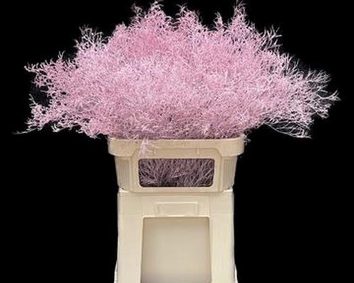 Limonium Beltlaard Klb Light Pink