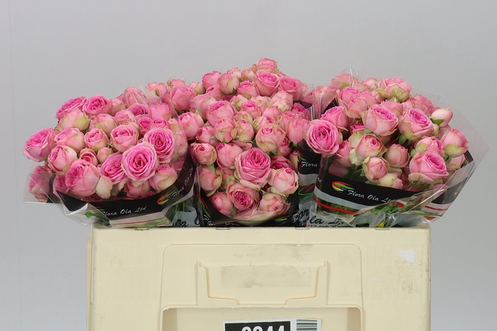 <h4>Rosa Tr Super Sensation</h4>