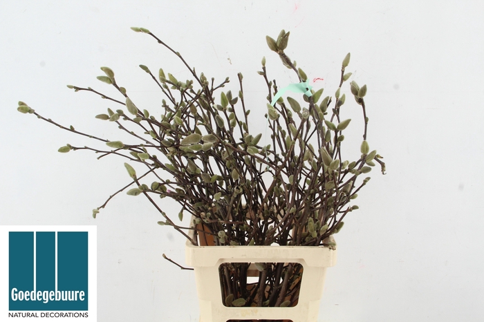 <h4>MAGNOLIA OV</h4>