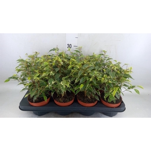 Ficus benja. 'Kinky'