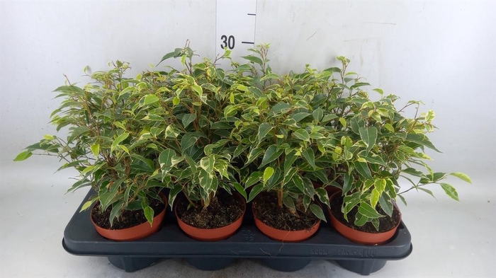 <h4>Ficus benja. 'Kinky'</h4>