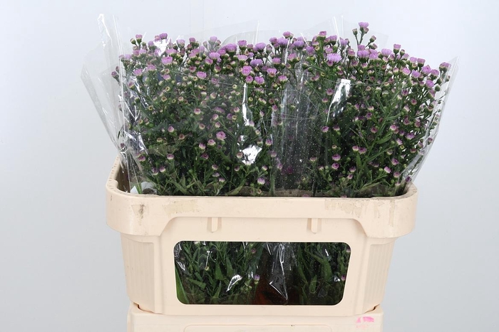 <h4>Ast Nb Do Da Pink</h4>