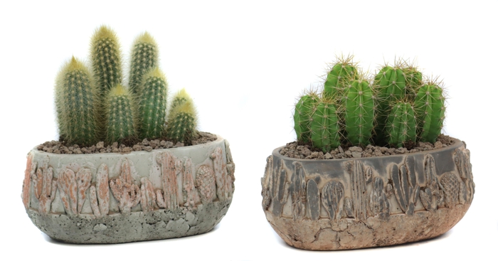 <h4>2x Cactus 8,5 cm in tacana ovale pot met lava steentjes</h4>