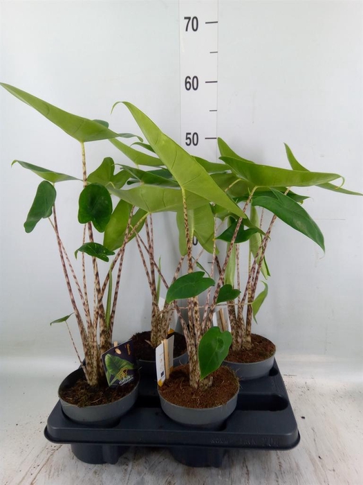 <h4>Alocasia zebrina</h4>