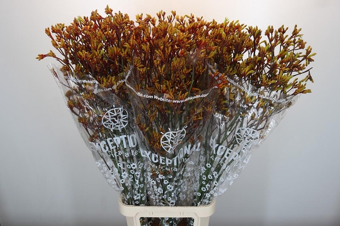 Anigozanthos Gold Fever