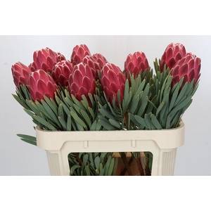 Protea Venus