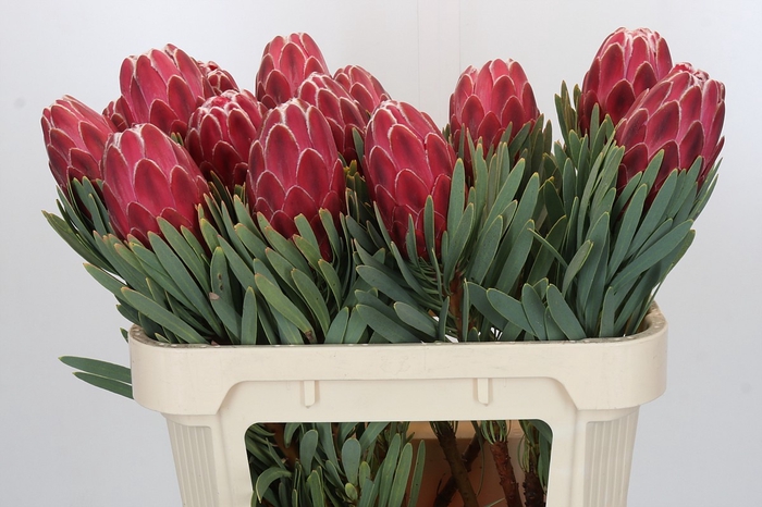 <h4>Protea Venus</h4>