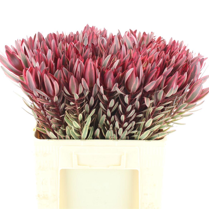 <h4>Leucad Jester</h4>