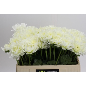 Dahlia Karma M. Zwaan